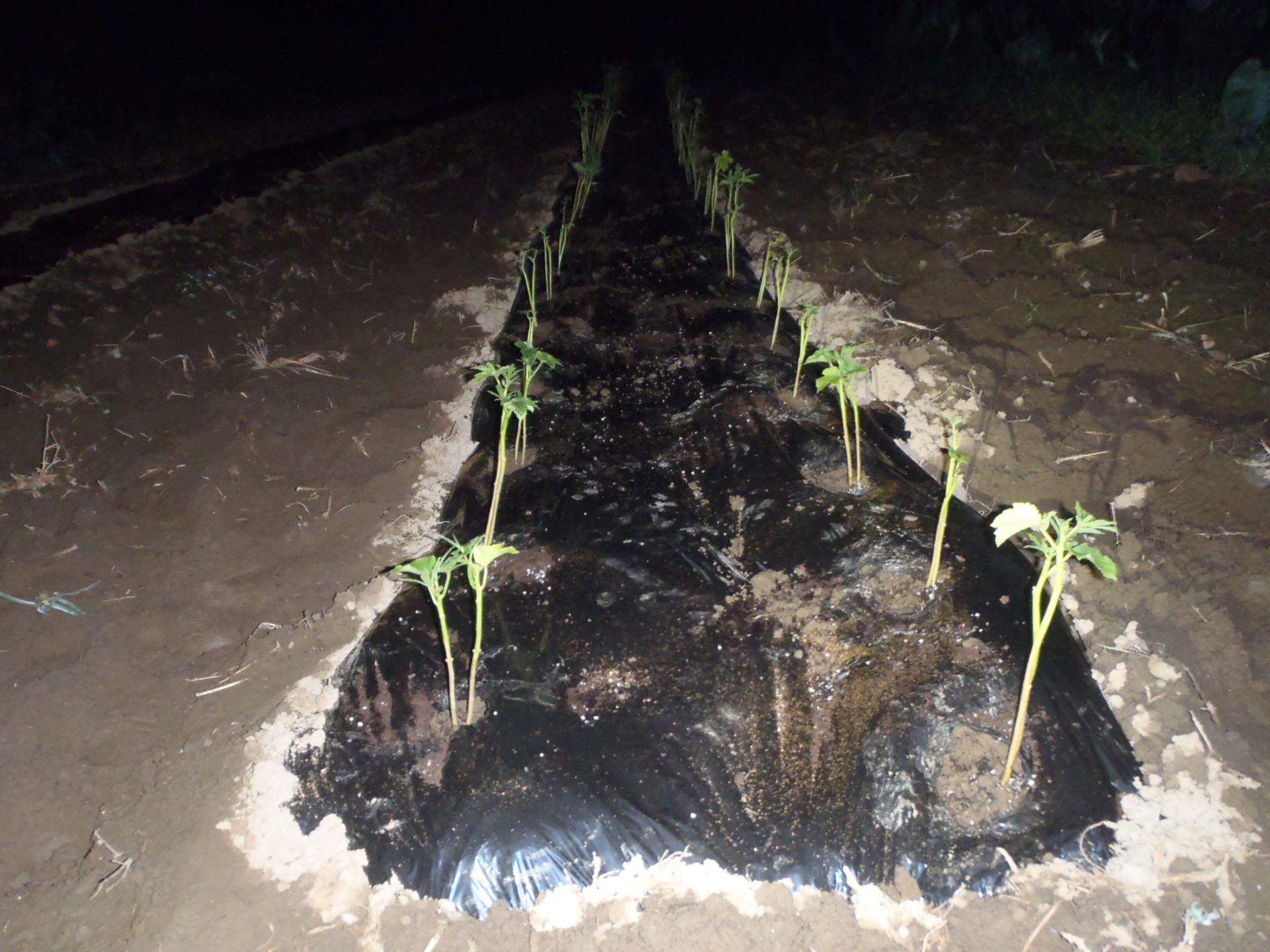 オクラ　定植　220905